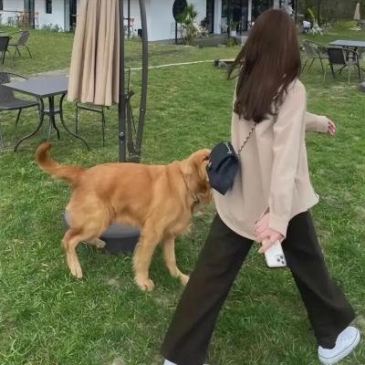 美女与盗贼